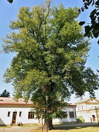 Špitálská lípa sv. Štěpána