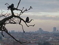 Praha téměř funerální