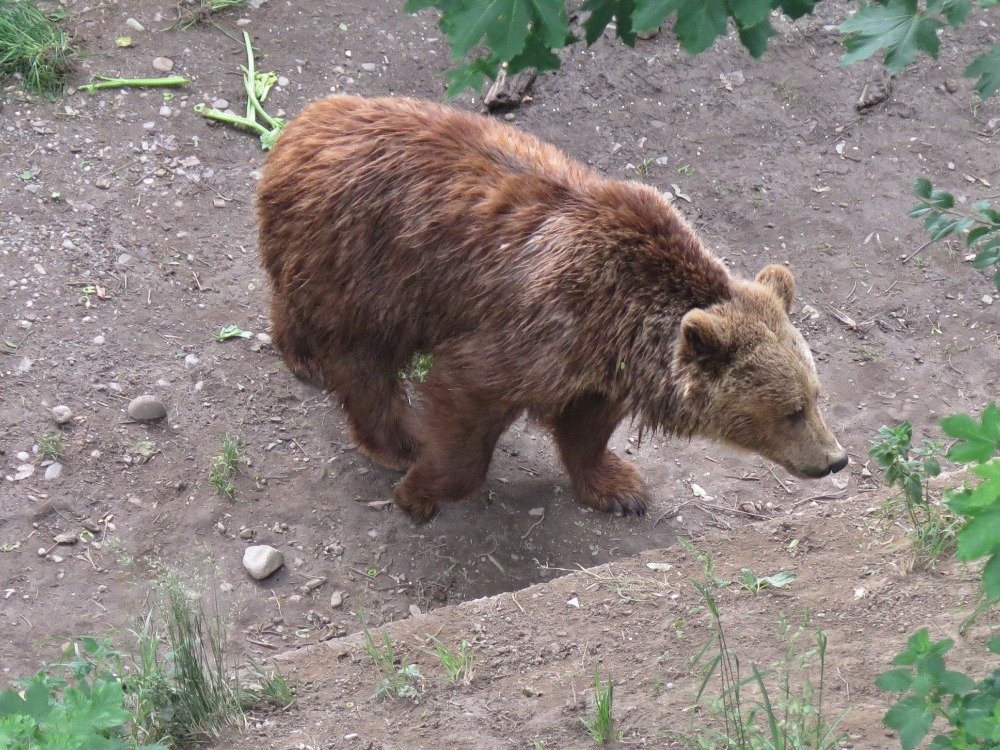 Bern – bernští medvědi  (BärenPark)