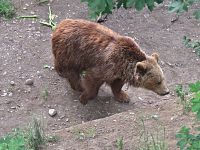 Bern – bernští medvědi  (BärenPark)