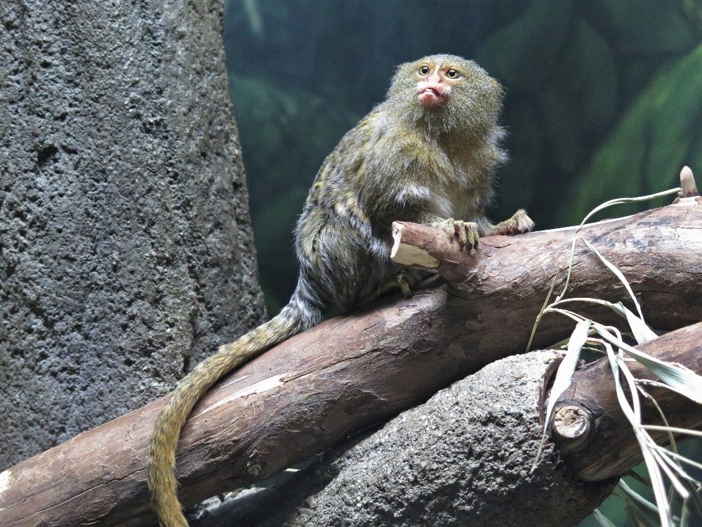 Silvestrovsky zimní ZOO na Svatém Kopečku (Olomouc)