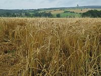 vypadá to na dobrý rok