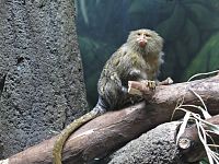 ZOO