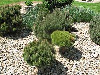 Arboretum Šmelcovna