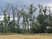 Litovelské Pomoraví