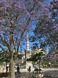 Malaga – náměstí Milosrdenství  (Málaga - Plaza de La Merced)