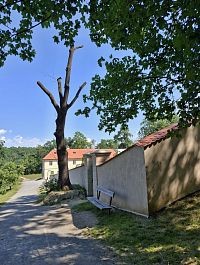 Cibulka