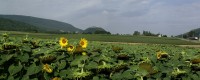 Hainberg an der Donau