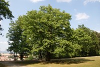 Boskovice – pohádkový strom v zámecké zahradě (líska turecká)