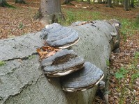 Přírodní rezervace Rakovec - bučina, troudnatec kopytovitý na padlém buku