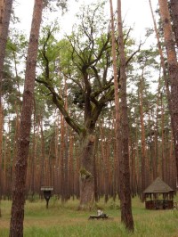 Okruh borovými lesy Bzenecké doubravy a k Žilkovu dubu