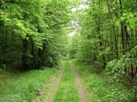 Lesní cesta procházející doubravou počátkem jara...