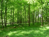 Jarní dubový porost nad Bohuslavicemi