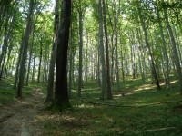 Bukový porost Ždánického lesa