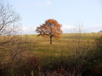 Jeřáb oskeruše - typický strom této oblasti