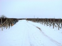 Zimní cesta mezi vinohrady k rozhledně