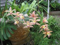 rozkvetlé orchideje ve skleníku