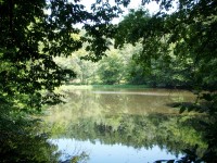 Lesní rybník