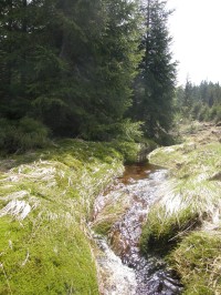 Tady uprostřed šumavských lesů stávala Černohorská nádrž.
