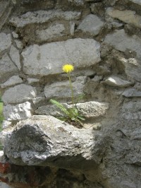 S jarem rozkvétají i strohé kamenné zdi