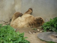 Medvědí lenošení na zámku