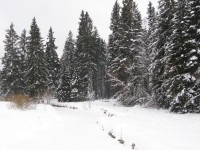 Břehy Studené Vltavy také pamatují šarvátky pytláků a lesníků