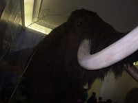 MAMUT