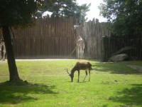 ZOO DVŮR KRÁLOVÉ NAD LABEM