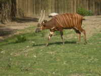 ZOO DVŮR KRÁLOVÉ NAD LABEM