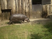 ZOO DVŮR KRÁLOVÉ NAD LABEM