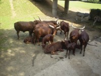 ZOO DVŮR KRÁLOVÉ NAD LABEM