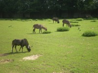 ZOO DVŮR KRÁLOVÉ NAD LABEM