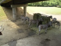 ZOO DVŮR KRÁLOVÉ NAD LABEM