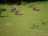 ZOO DVŮR KRÁLOVÉ NAD LABEM