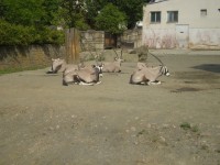 ZOO DVŮR KRÁLOVÉ NAD LABEM