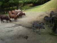 ZOO DVŮR KRÁLOVÉ NAD LABEM