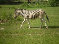 ZOO DVŮR KRÁLOVÉ NAD LABEM