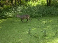 ZOO DVŮR KRÁLOVÉ NAD LABEM