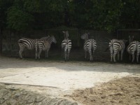 ZOO DVŮR KRÁLOVÉ NAD LABEM