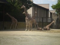 ZOO DVŮR KRÁLOVÉ NAD LABEM