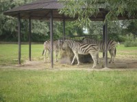 ZOO DVŮR KRÁLOVÉ NAD LABEM