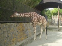 ZOO DVŮR KRÁLOVÉ NAD LABEM