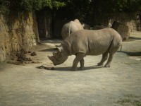 ZOO DVŮR KRÁLOVÉ NAD LABEM