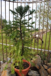 Wollemi Pine - rostlina z dob dinosaurů