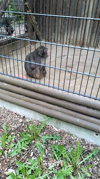 Zoologická zahrada na Pöhlbergu