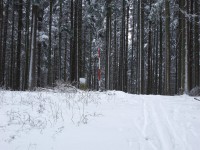 běžecké stopy vedou i do okolních lesů