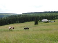 Pasení dobytka na Vlašských boudách 7/2011
