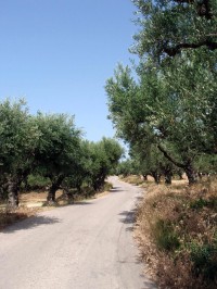 olivové háje