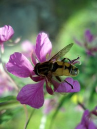 příroda - včelka na kakostu