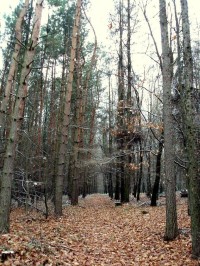 Přestavlcký les